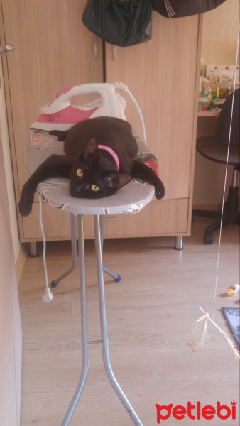Bombay, Kedi  Zeytin fotoğrafı