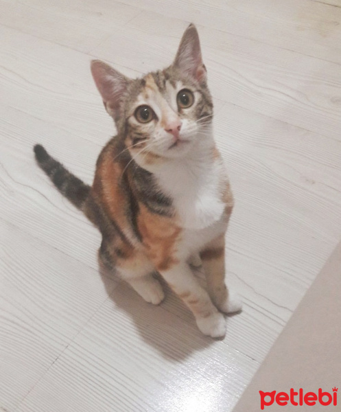 Tekir Kedi, Kedi  Nazlı fotoğrafı