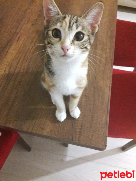 Tekir Kedi, Kedi  Nazlı fotoğrafı