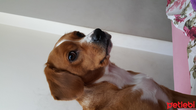 Beagle, Köpek  Pati fotoğrafı
