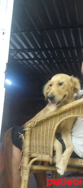 Golden Retriever, Köpek  Aşkım fotoğrafı