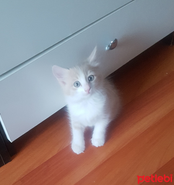 Tekir Kedi, Kedi  Bicir fotoğrafı