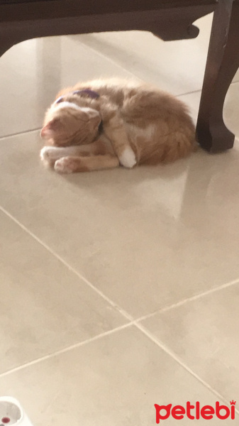 Tekir Kedi, Kedi  Mars fotoğrafı