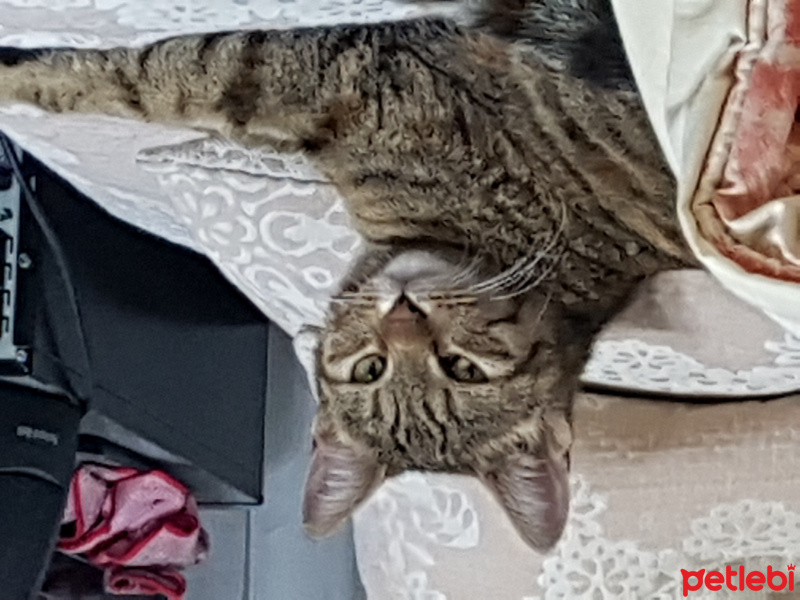 Tekir Kedi, Kedi  Mav fotoğrafı