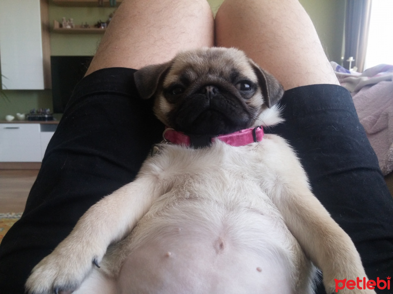 Pug, Köpek  Dost fotoğrafı