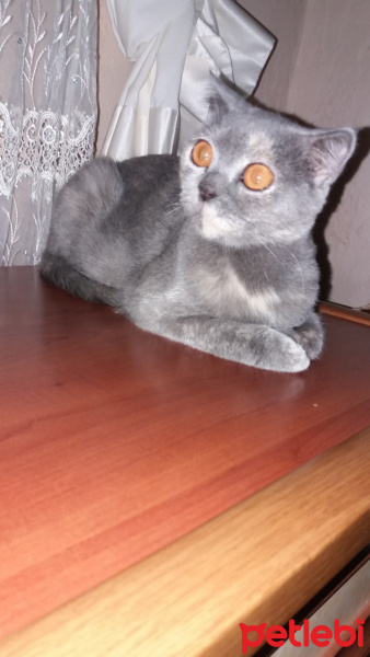 Scottish Fold, Kedi  Gölge fotoğrafı