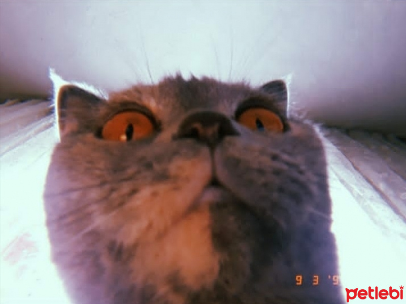 Scottish Fold, Kedi  Gölge fotoğrafı
