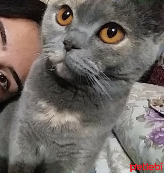 Scottish Fold, Kedi  Gölge fotoğrafı