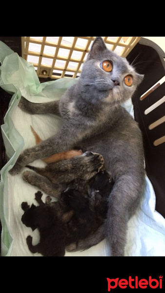 Scottish Fold, Kedi  Gölge fotoğrafı