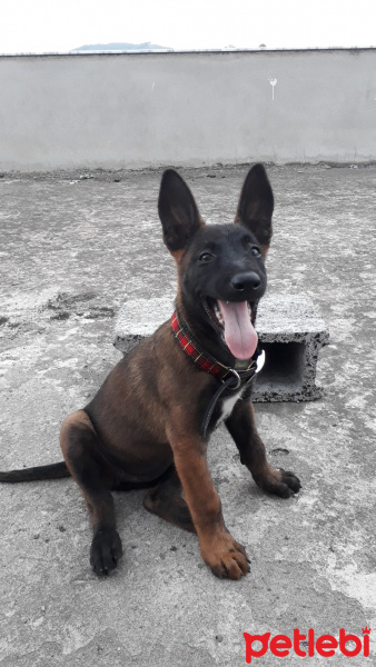 Belçika Malinois, Köpek  Karaca fotoğrafı