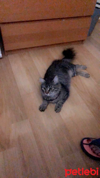 Tekir Kedi, Kedi  Venüs fotoğrafı