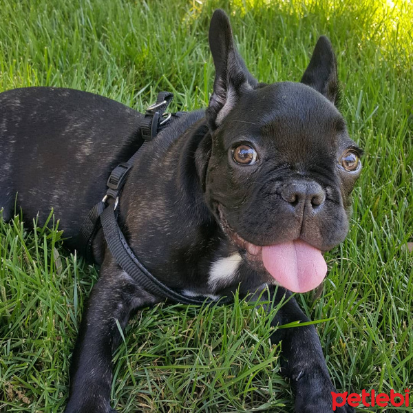 Fransız Bulldog, Köpek  Floki fotoğrafı