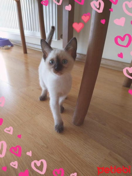 Siyam Kedisi, Kedi  madam fotoğrafı