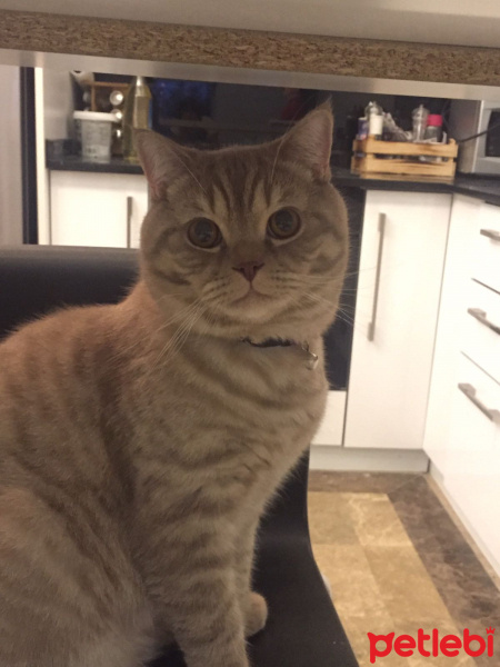 British Shorthair, Kedi  Sütlaç fotoğrafı