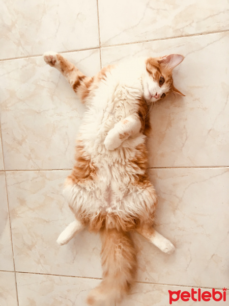 Sarman, Kedi  Limon (noni) fotoğrafı