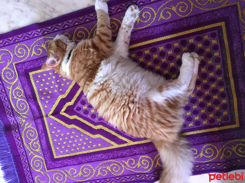 Sarman, Kedi  Limon (noni) fotoğrafı