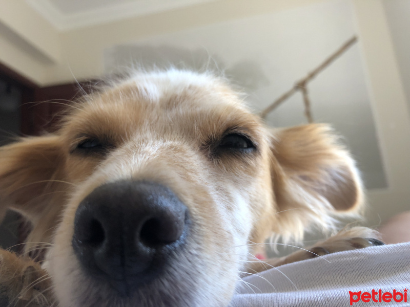 Russian Spaniel, Köpek  Şeker fotoğrafı