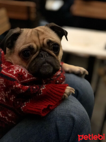 Pug, Köpek  Pİke fotoğrafı