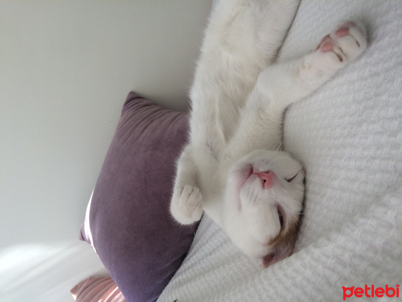 Tekir Kedi, Kedi  Zarife fotoğrafı