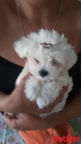 Maltese, Köpek  Pamuk fotoğrafı