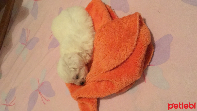 Maltese, Köpek  Pamuk fotoğrafı