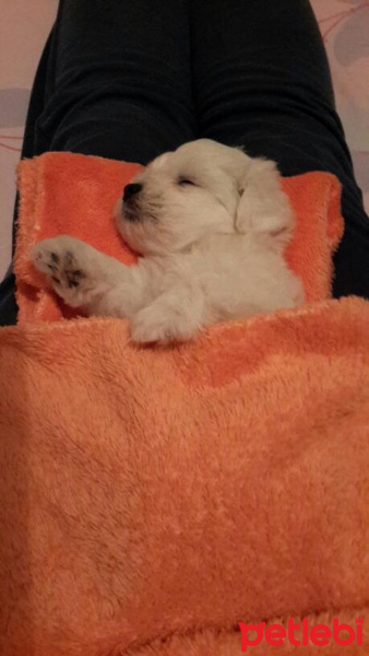 Maltese, Köpek  Pamuk fotoğrafı