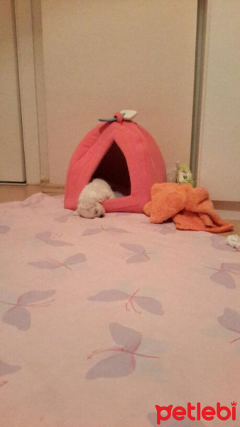 Maltese, Köpek  Pamuk fotoğrafı