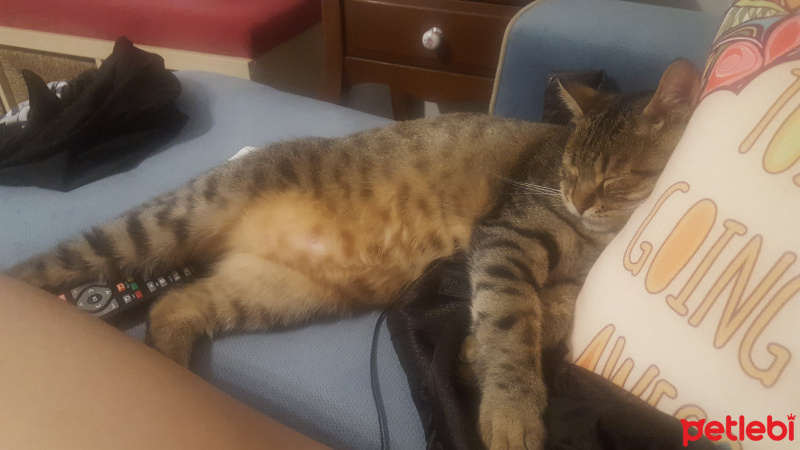 Tekir Kedi, Kedi  Fındık fotoğrafı