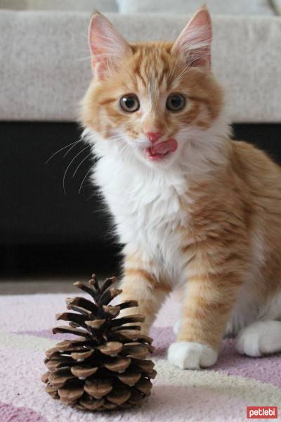 Maine Coon, Kedi  misket fotoğrafı