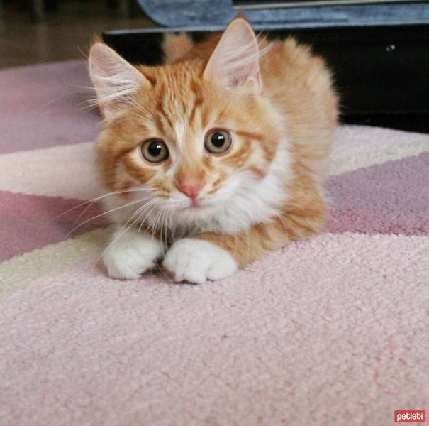 Maine Coon, Kedi  misket fotoğrafı