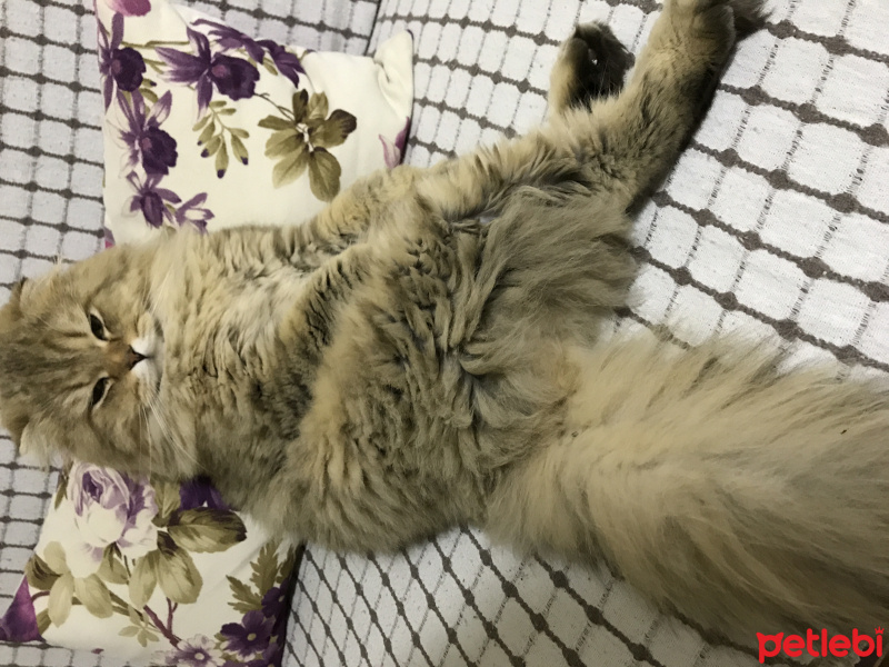 British Shorthair, Kedi  Petir fotoğrafı