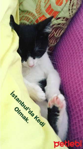 Tuxedo (Smokin) Kedi, Kedi  Para fotoğrafı
