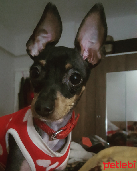 Minyatür Pinscher, Köpek  Lolita fotoğrafı