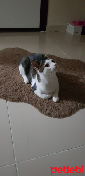 Tekir Kedi, Kedi  Papyon fotoğrafı