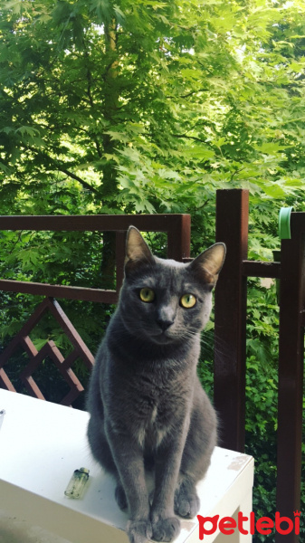 Tekir Kedi, Kedi  Mango fotoğrafı
