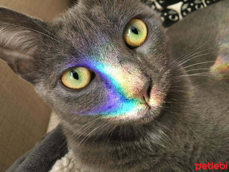 Tekir Kedi, Kedi  Mango fotoğrafı