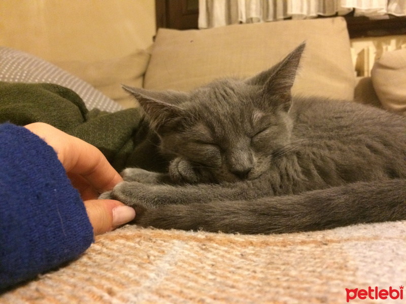 Tekir Kedi, Kedi  Mango fotoğrafı