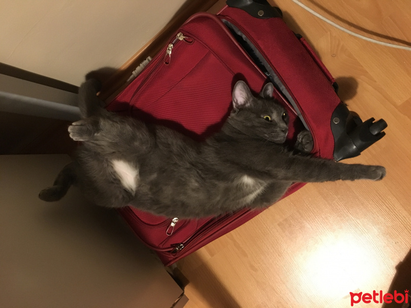 Tekir Kedi, Kedi  Mango fotoğrafı