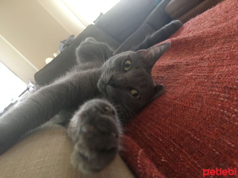Tekir Kedi, Kedi  Mango fotoğrafı