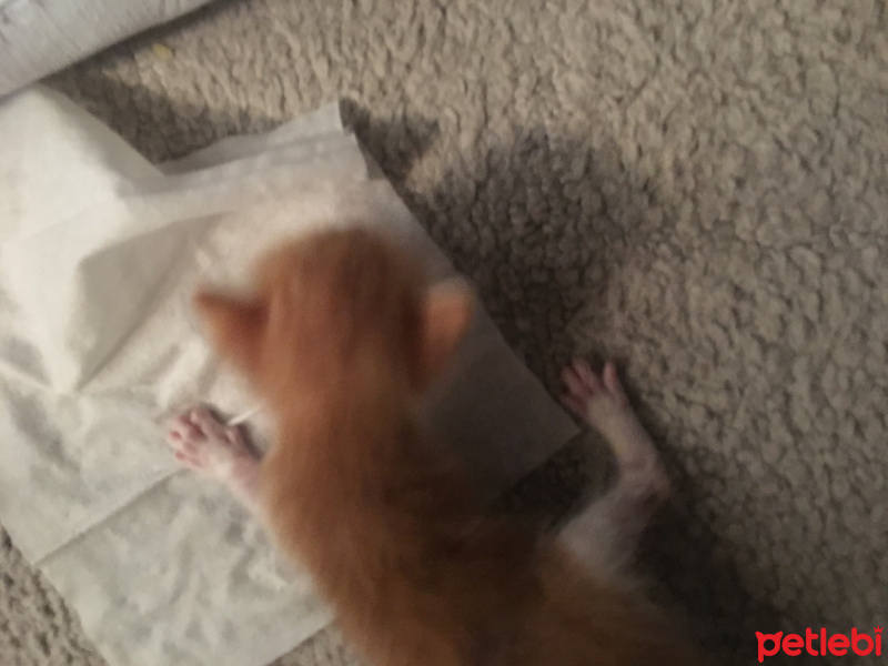 Tekir Kedi, Kedi  Oliver fotoğrafı