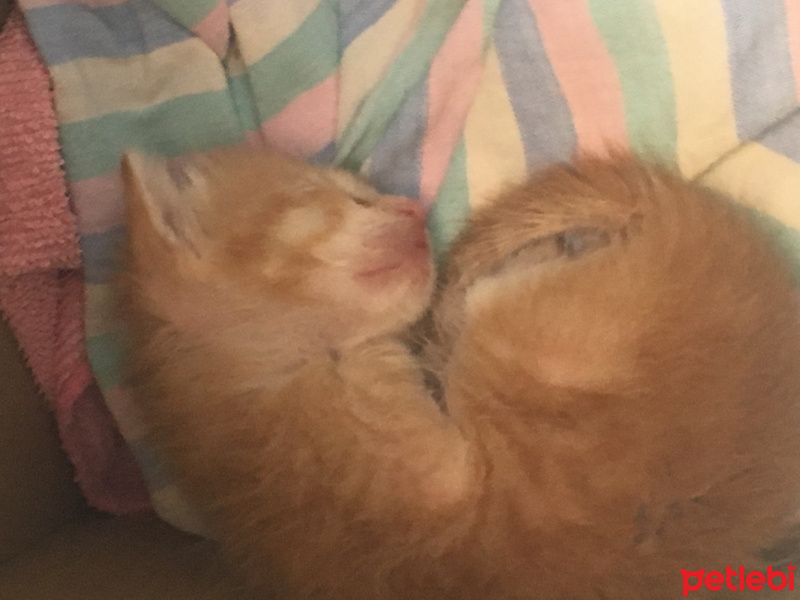 Tekir Kedi, Kedi  Oliver fotoğrafı