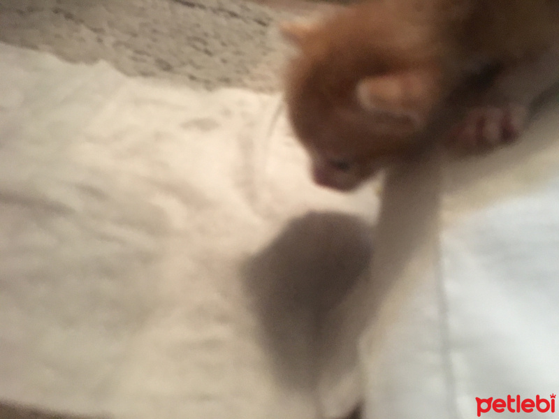 Tekir Kedi, Kedi  Oliver fotoğrafı