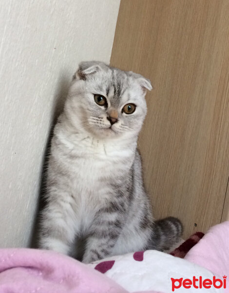 Scottish Fold, Kedi  LOLİ fotoğrafı