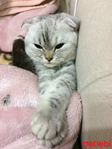 Scottish Fold, Kedi  LOLİ fotoğrafı