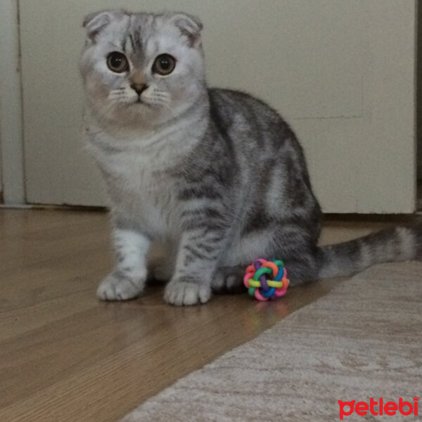 Scottish Fold, Kedi  LOLİ fotoğrafı