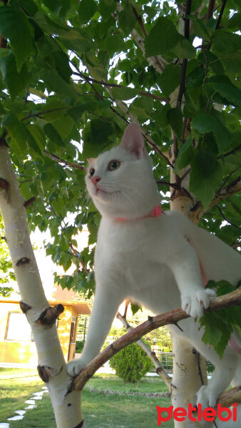 Ankara Kedisi, Kedi  Bulut fotoğrafı