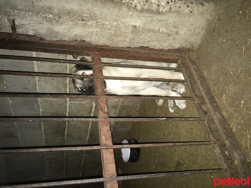 Kangal, Köpek  Duman fotoğrafı