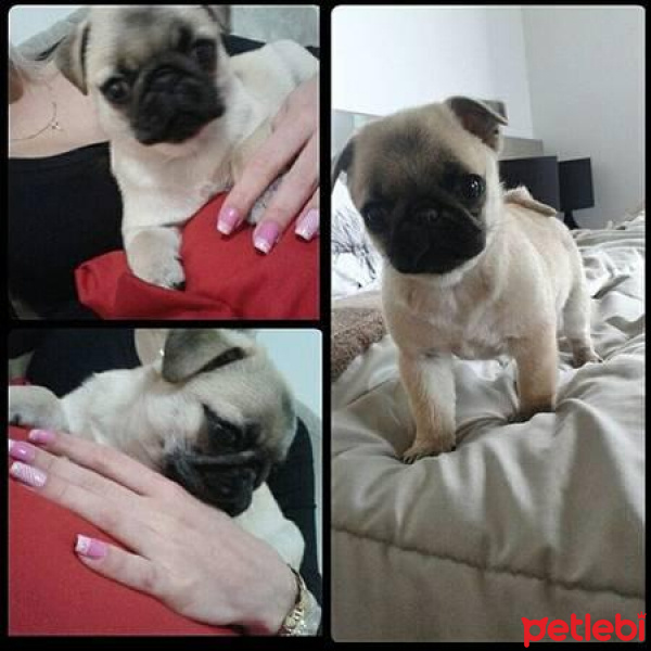 Pug, Köpek  puddy fotoğrafı