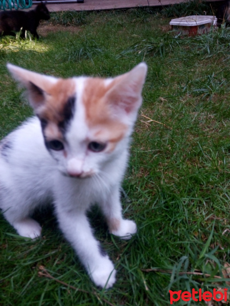 Tekir Kedi, Kedi  Miniş fotoğrafı