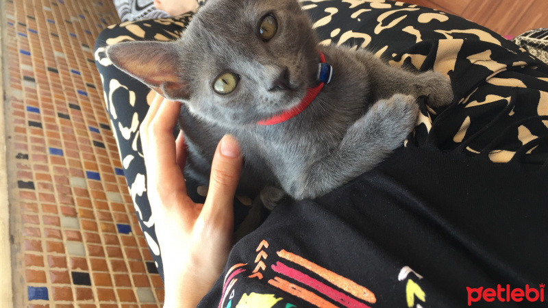 British Shorthair, Kedi  Peri fotoğrafı